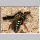 Oxybelus uniglumis - Weissfleckige Fliegenspiesswespe w03c 6mm beim Nestbau - Sandgrube Niedringhaussee.jpg